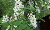 Robinia pseudoacacia. Побег с соцветиями. Краснодарский край, г. Тихорецк, в озеленении. 07.05.2018.