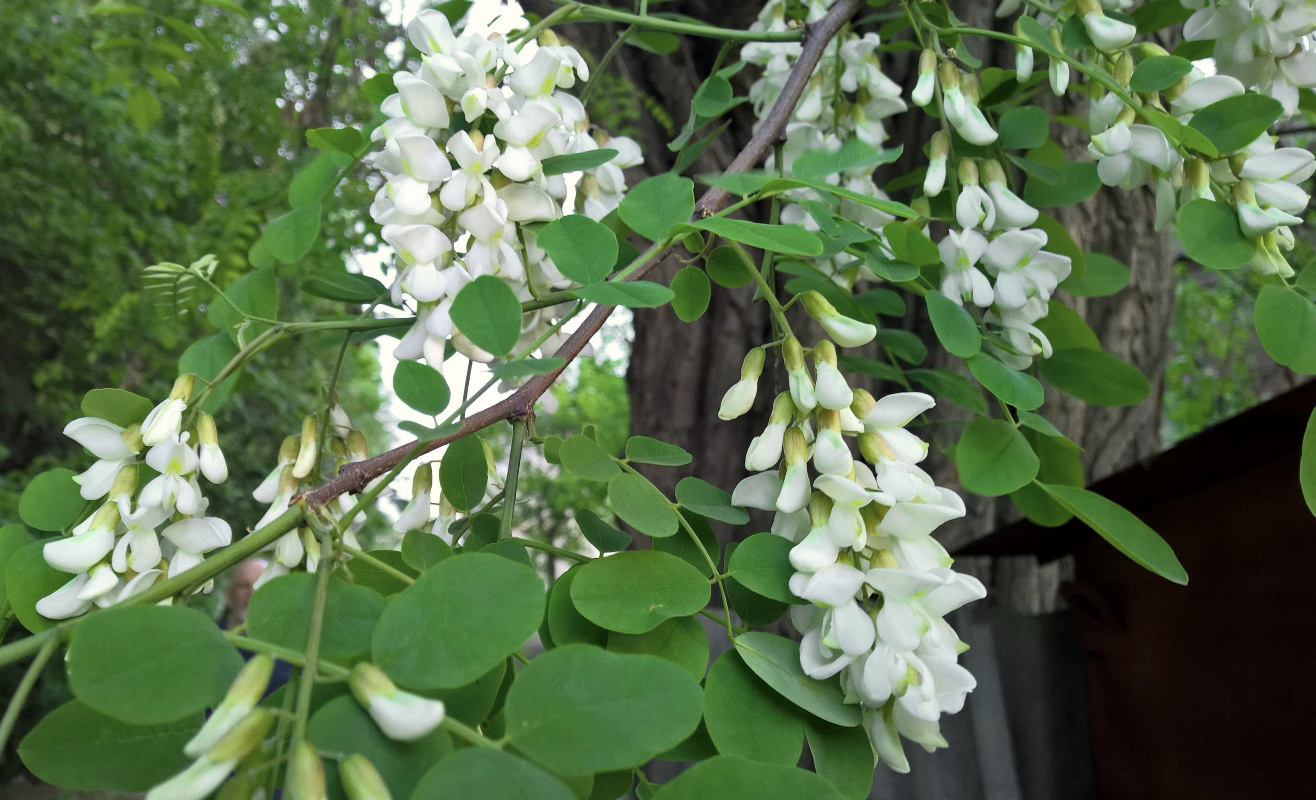 Image of Robinia pseudoacacia specimen.