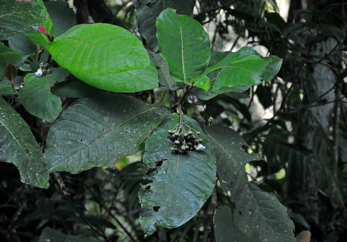 Image of Saurauia vulcani specimen.