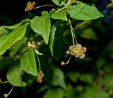 Euonymus verrucosus. Часть цветущего побега. Башкортостан, Мелеузовский р-н, долина р. Нугуш, каньон Пятилистник, правый берег. 11 июня 2018 г.