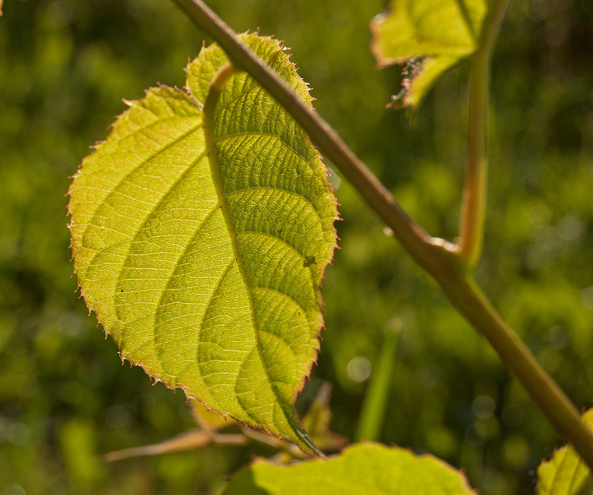 Image of Actinidia kolomikta specimen.