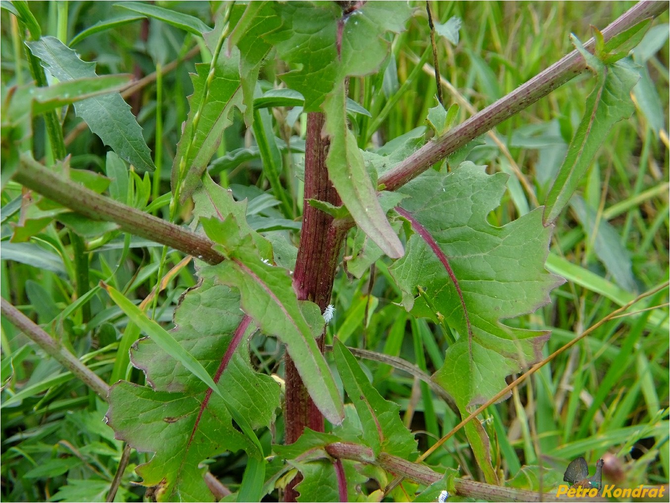 Image of Cichorium intybus specimen.