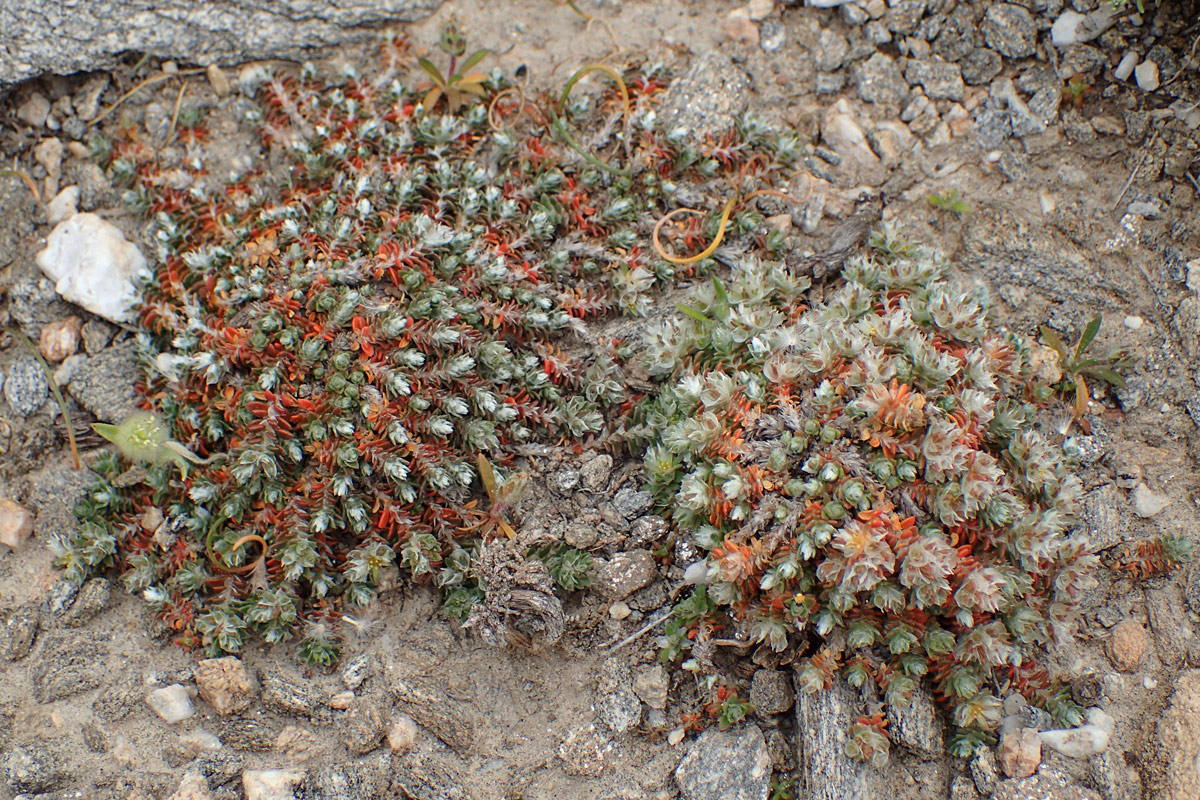 Image of Paronychia macrosepala specimen.