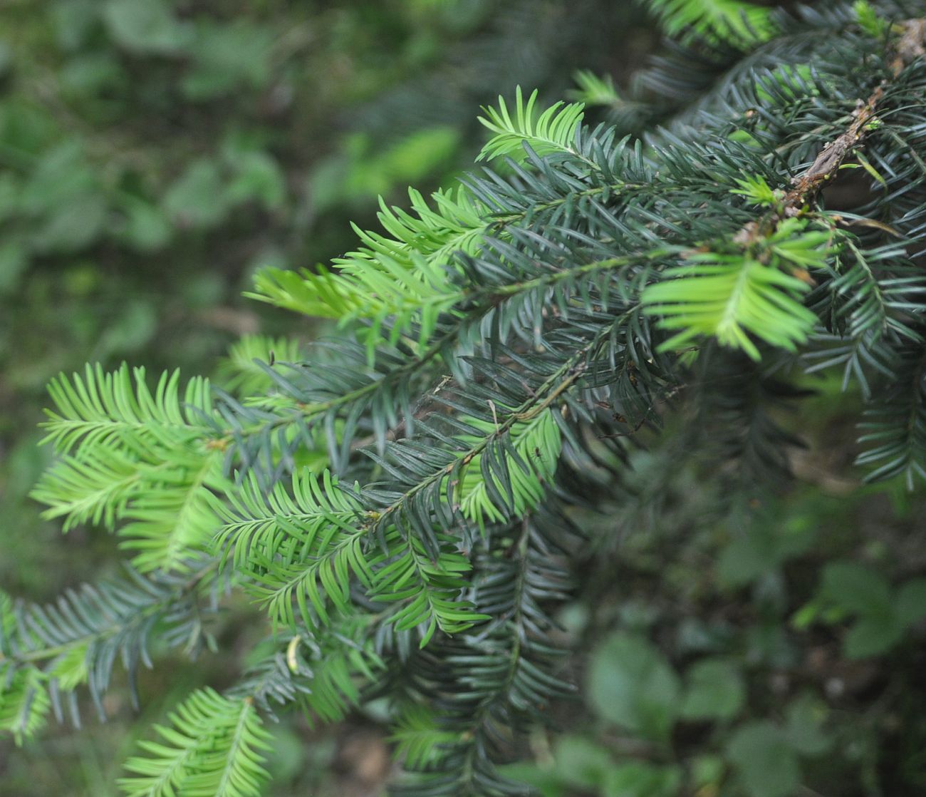 Image of Taxus baccata specimen.