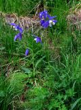 Aquilegia jucunda