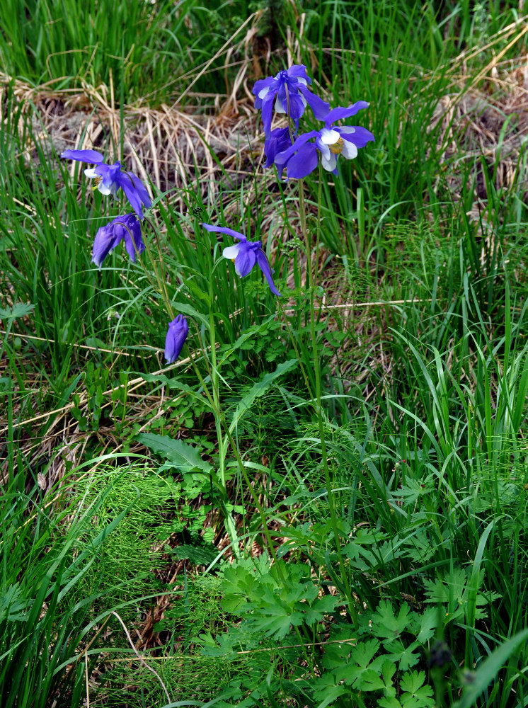 Изображение особи Aquilegia jucunda.