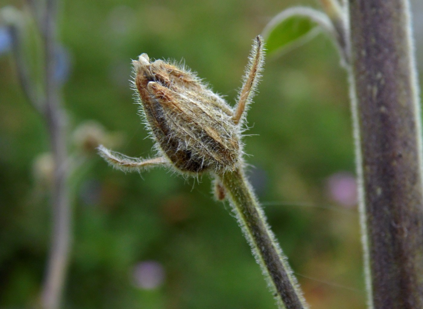 Image of Delphinium speciosum specimen.