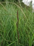 Carex aquatilis. Верхушка плодоносящего растения. Нидерланды, провинция Drenthe, национальный парк Drentsche Aa, заболоченный луг в пойме реки Oudemolense Diep. 13 июня 2010 г.