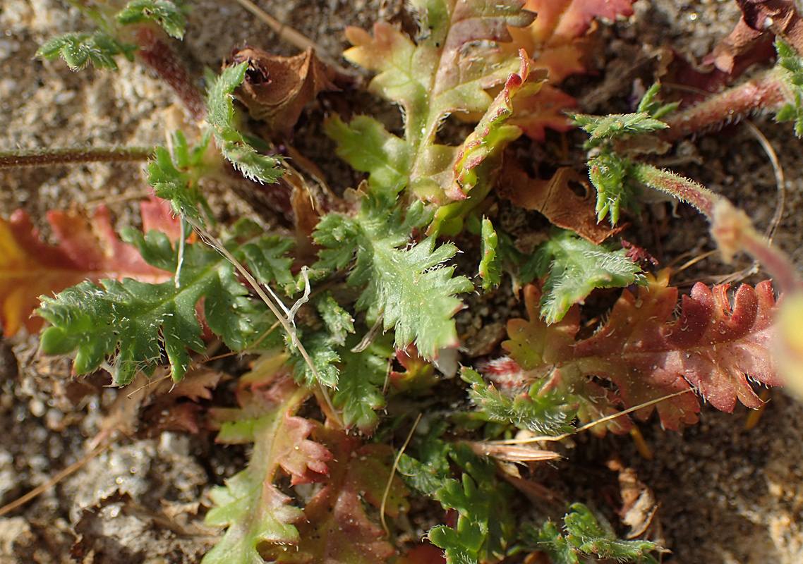 Image of Erodium botrys specimen.
