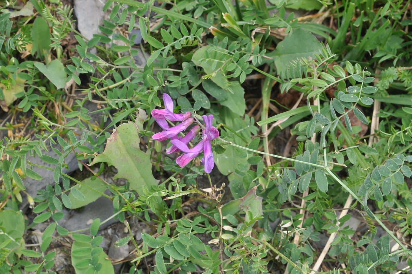 Изображение особи Vicia alpestris.