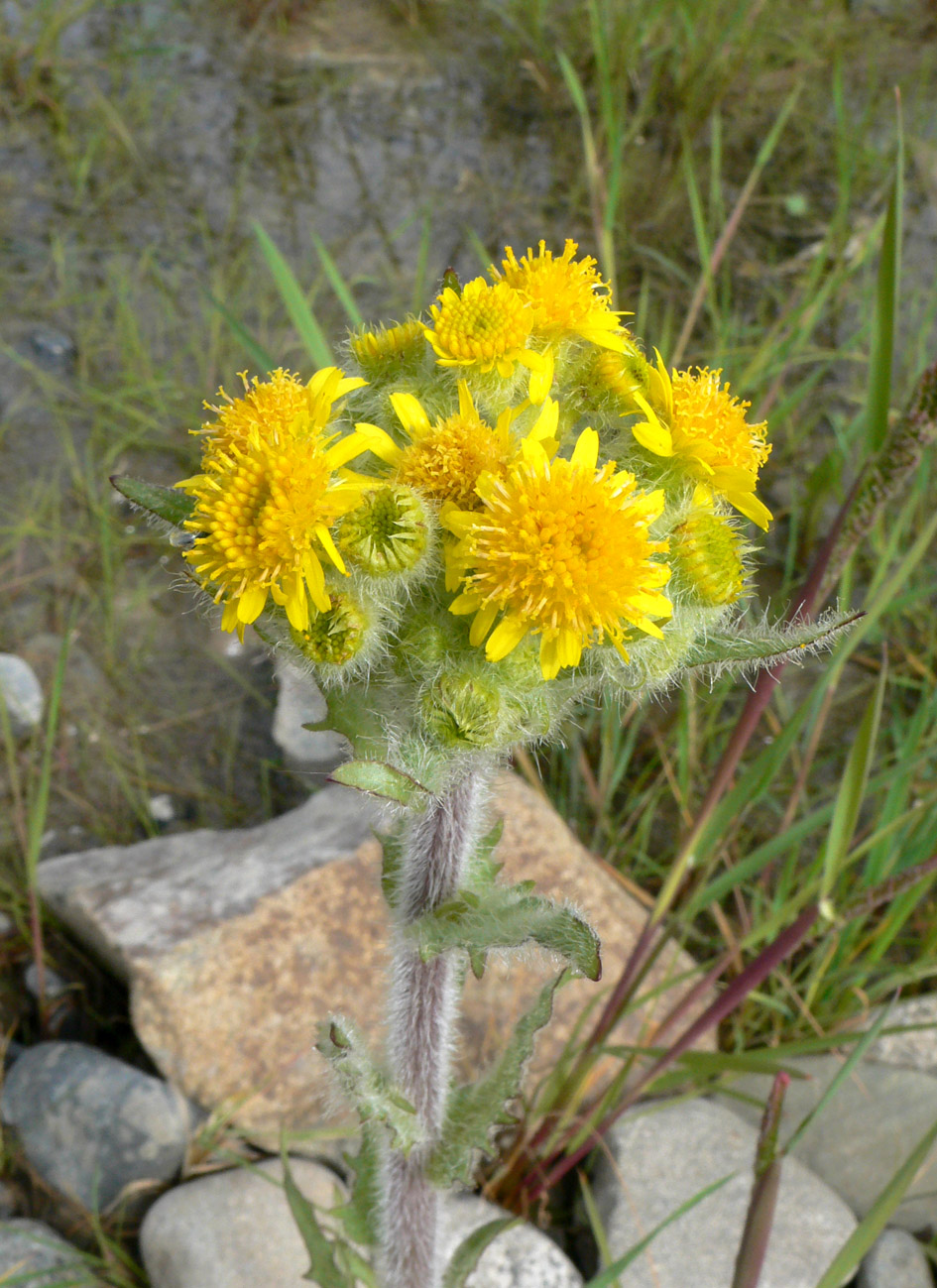 Image of Tephroseris palustris specimen.