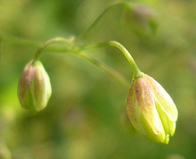 Image of Thalictrum minus specimen.
