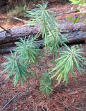 Euphorbia characias