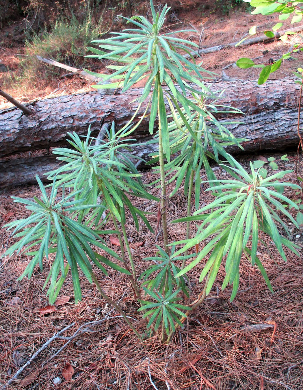 Изображение особи Euphorbia characias.