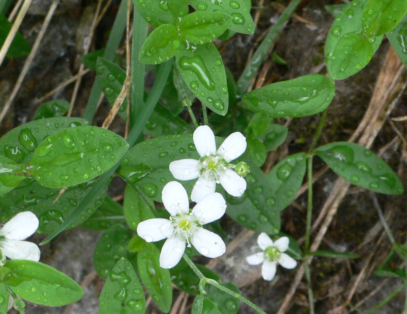 Image of Moehringia lateriflora specimen.