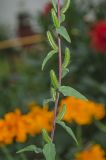 Clarkia unguiculata. Часть побега с плодами. Пермский край, пос. Юго-Камский, в озеленении. 8 августа 2018 г. 8 августа.
