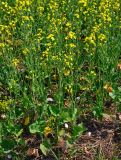 Brassica napus