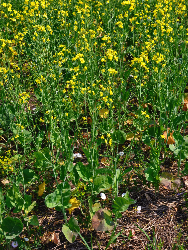 Изображение особи Brassica napus.