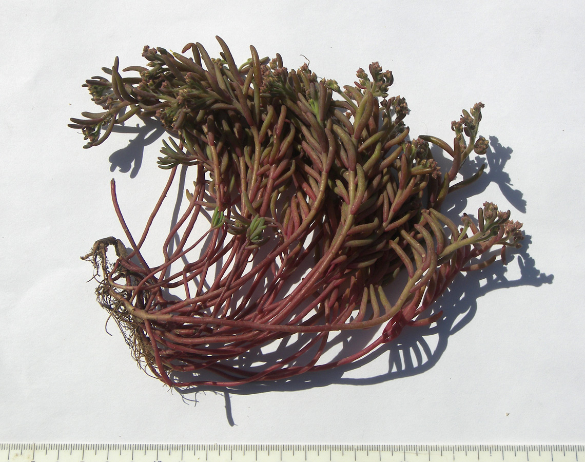Image of Sedum pallidum specimen.