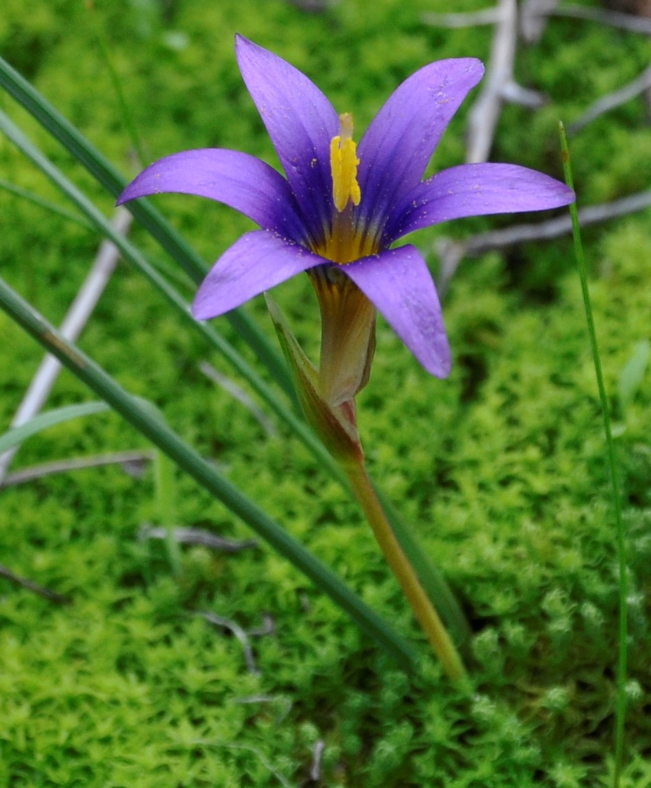 Image of Romulea tempskyana specimen.