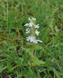 Ajuga genevensis. Цветущее растение (белоцветковая форма). Грузия, Боржоми-Харагаульский национальный парк, дно долины руч. Квабисхеви, ≈ 1150 м н.у.м, большой луг в окружении смешанного леса. 26.05.2018.