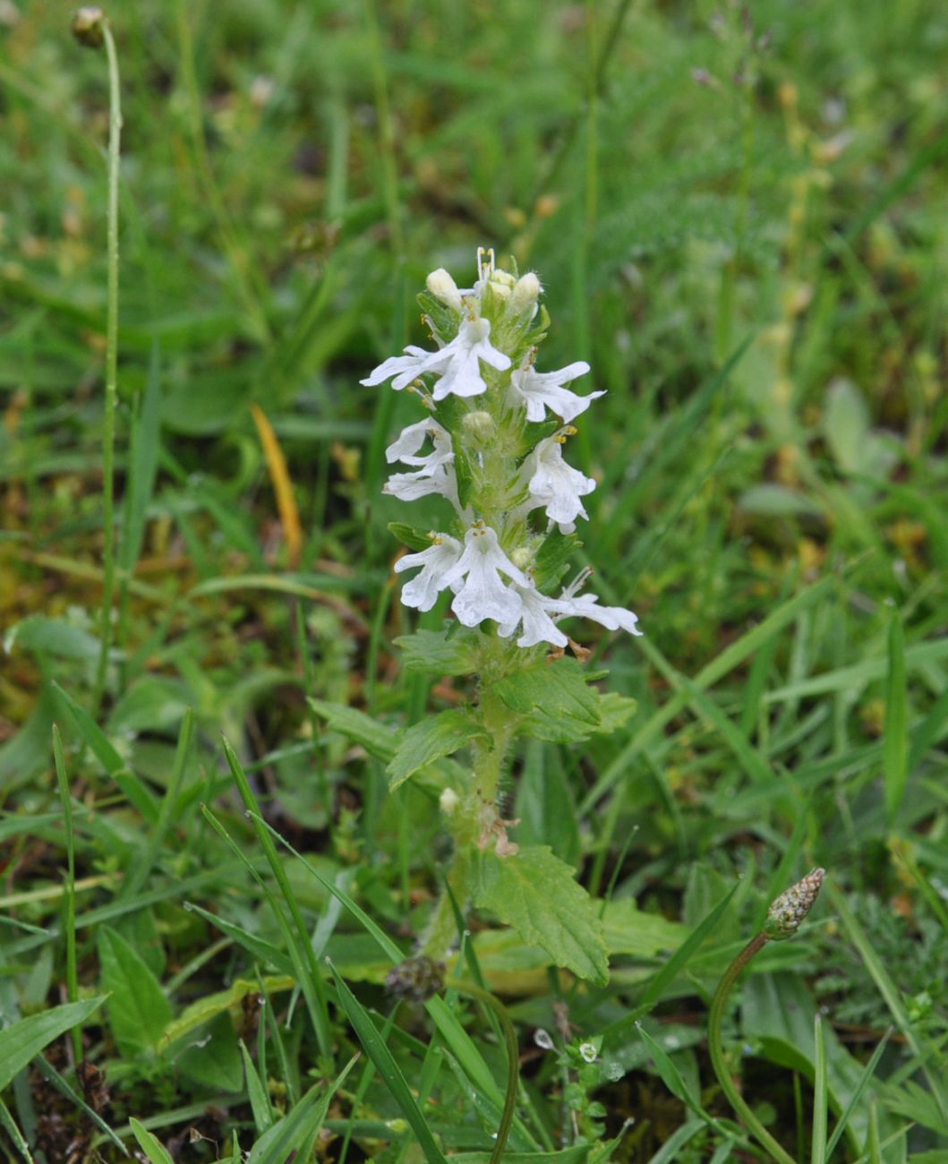 Изображение особи Ajuga genevensis.