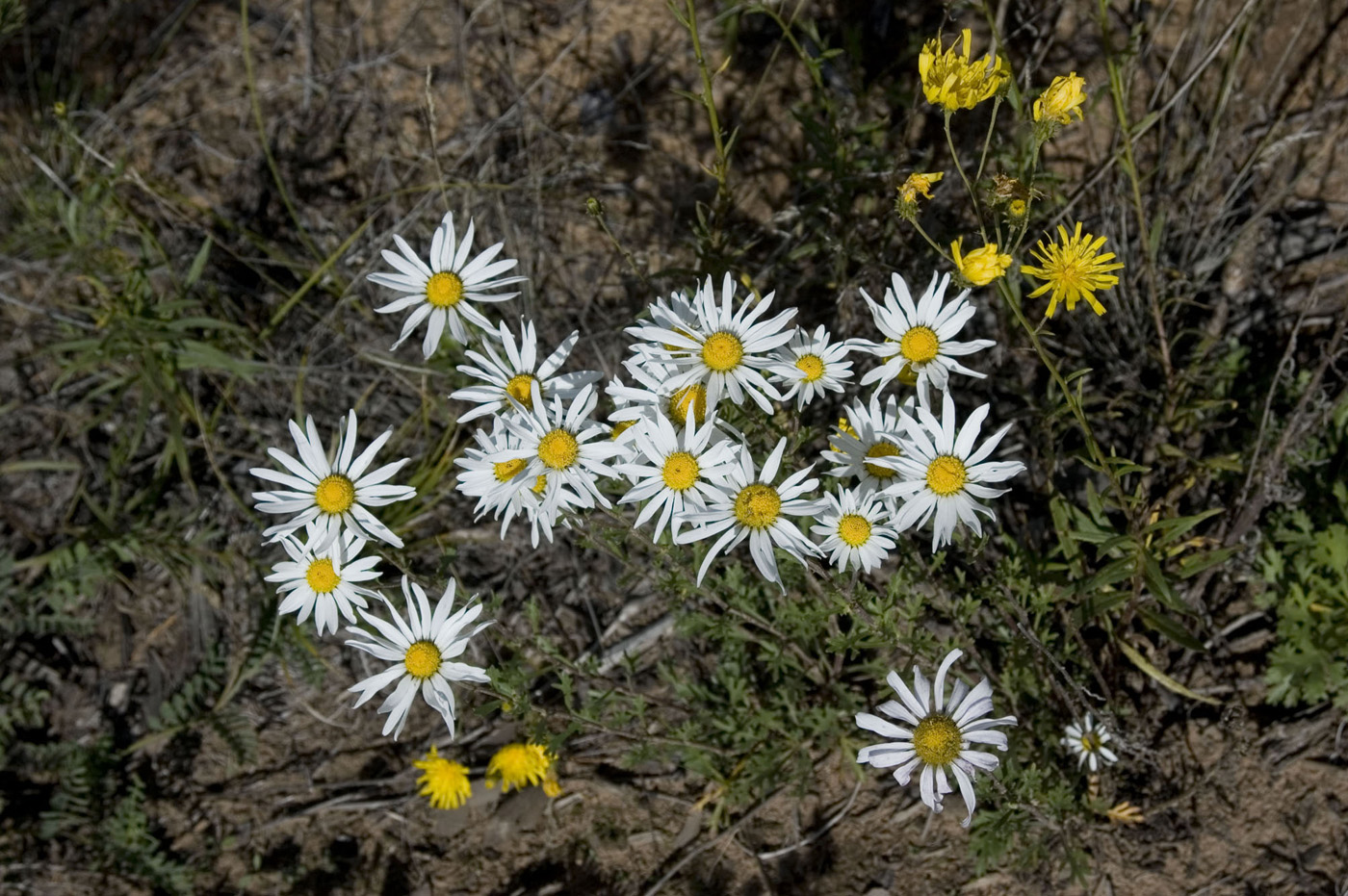 Изображение особи Chrysanthemum zawadskii.