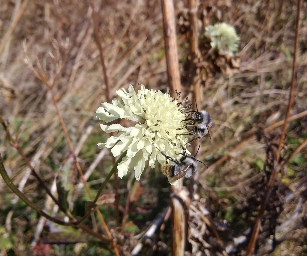 Изображение особи род Scabiosa.