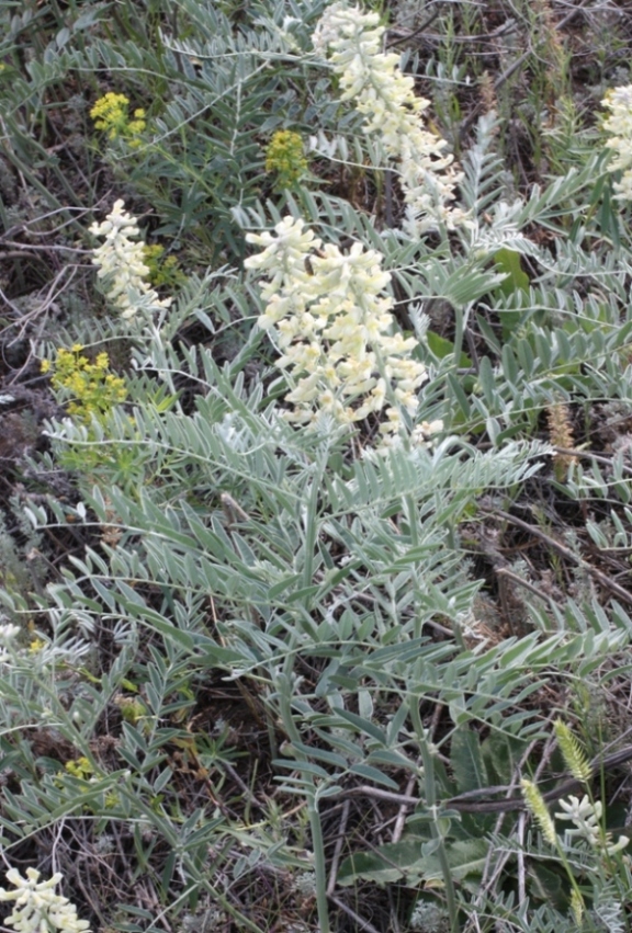 Изображение особи Pseudosophora alopecuroides.