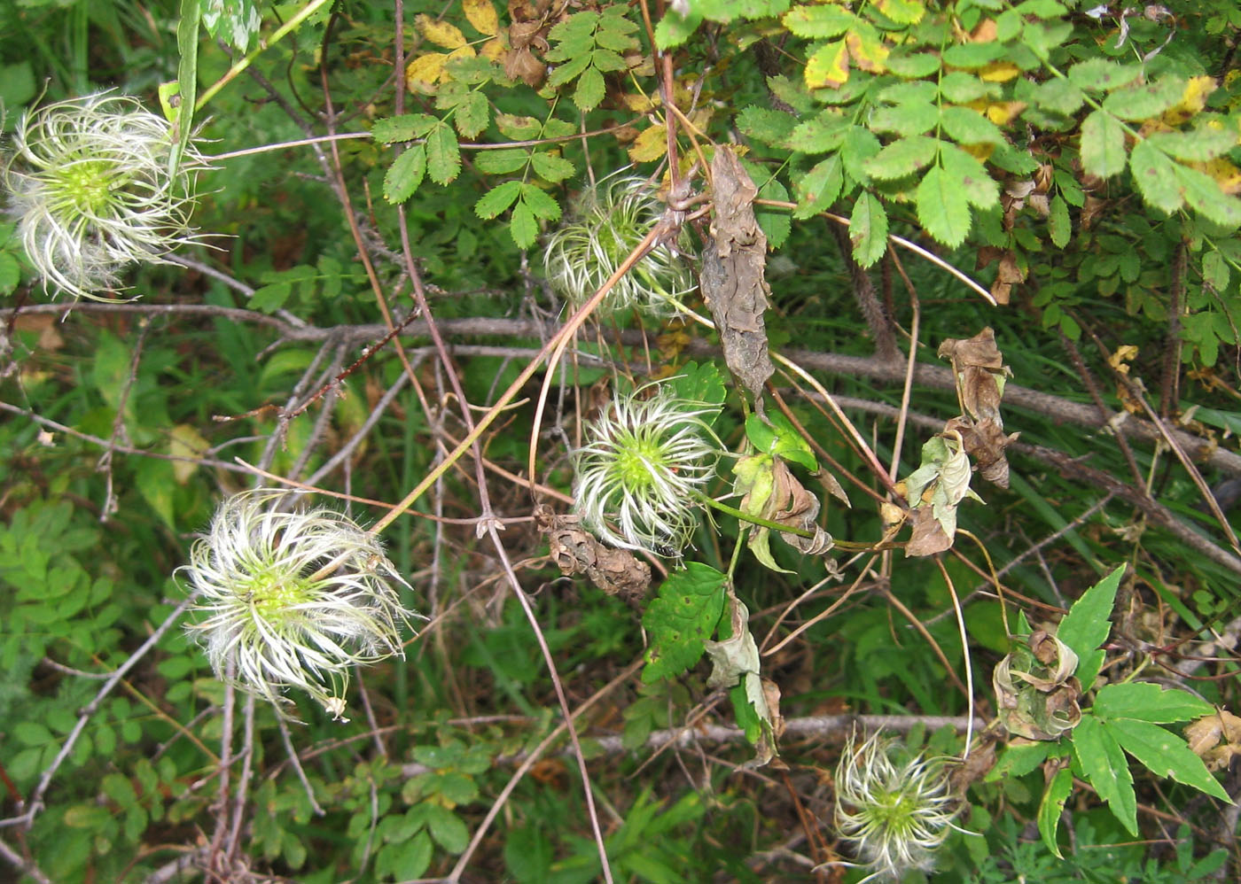 Image of Atragene sibirica specimen.