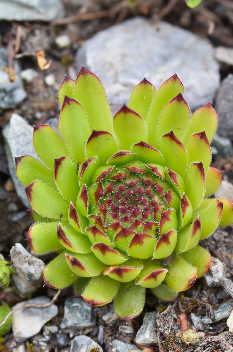 Изображение особи Sempervivum caucasicum.