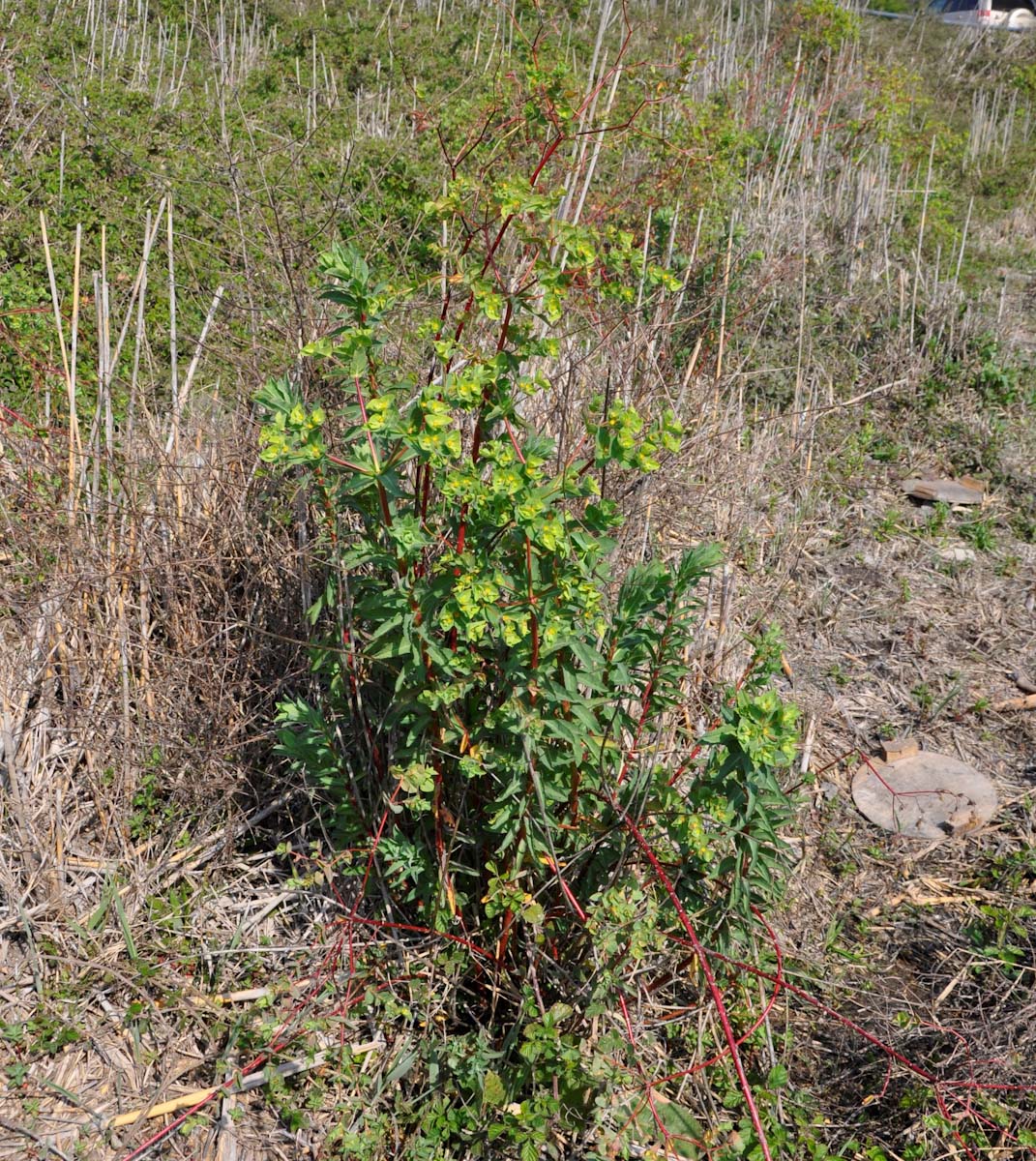 Image of Euphorbia hirsuta specimen.