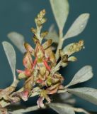 Indigofera articulata. Соцветия с бутонами и цветками. Израиль, впадина Мёртвого моря, заповедник \"Нахаль Давид\", участок редких растений. 03.01.2019.