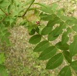 Rosa roxburghii