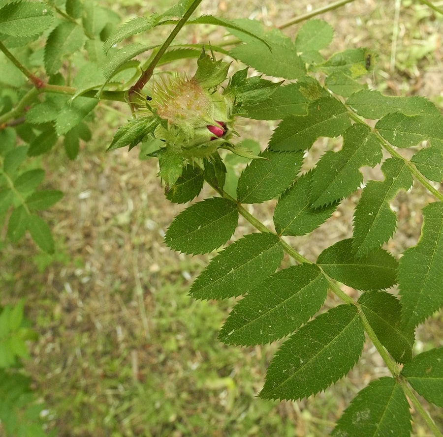 Image of Rosa roxburghii specimen.