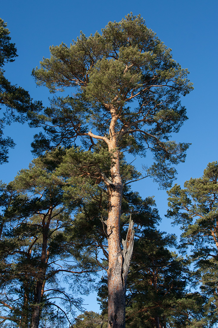 Изображение особи Pinus sylvestris.