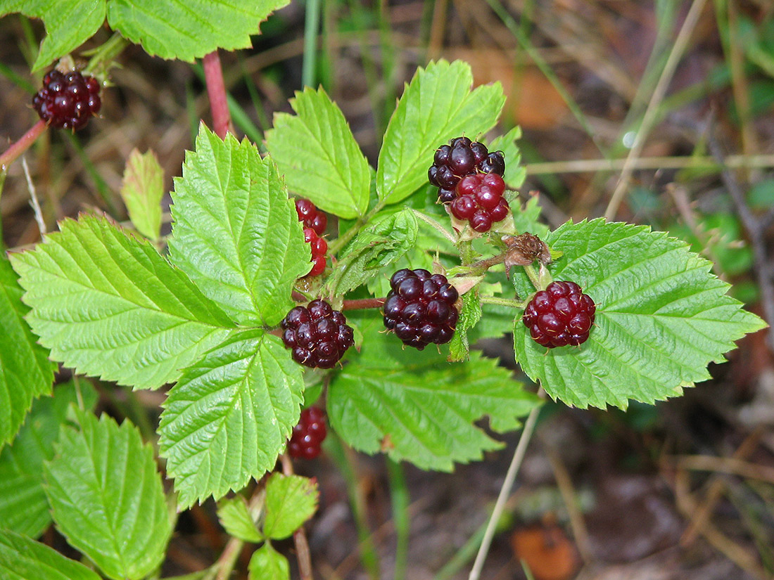 Изображение особи Rubus nessensis.