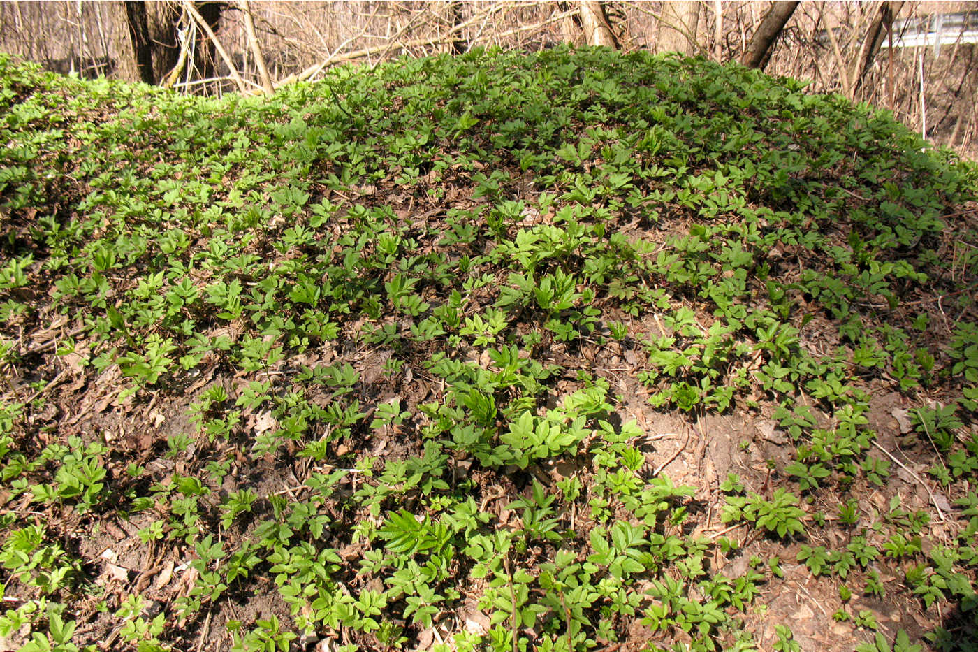 Image of Aegopodium podagraria specimen.