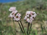 genus Valerianella. Соцветия. Дагестан, окр. с. Талги, склон горы. 22.04.2019.