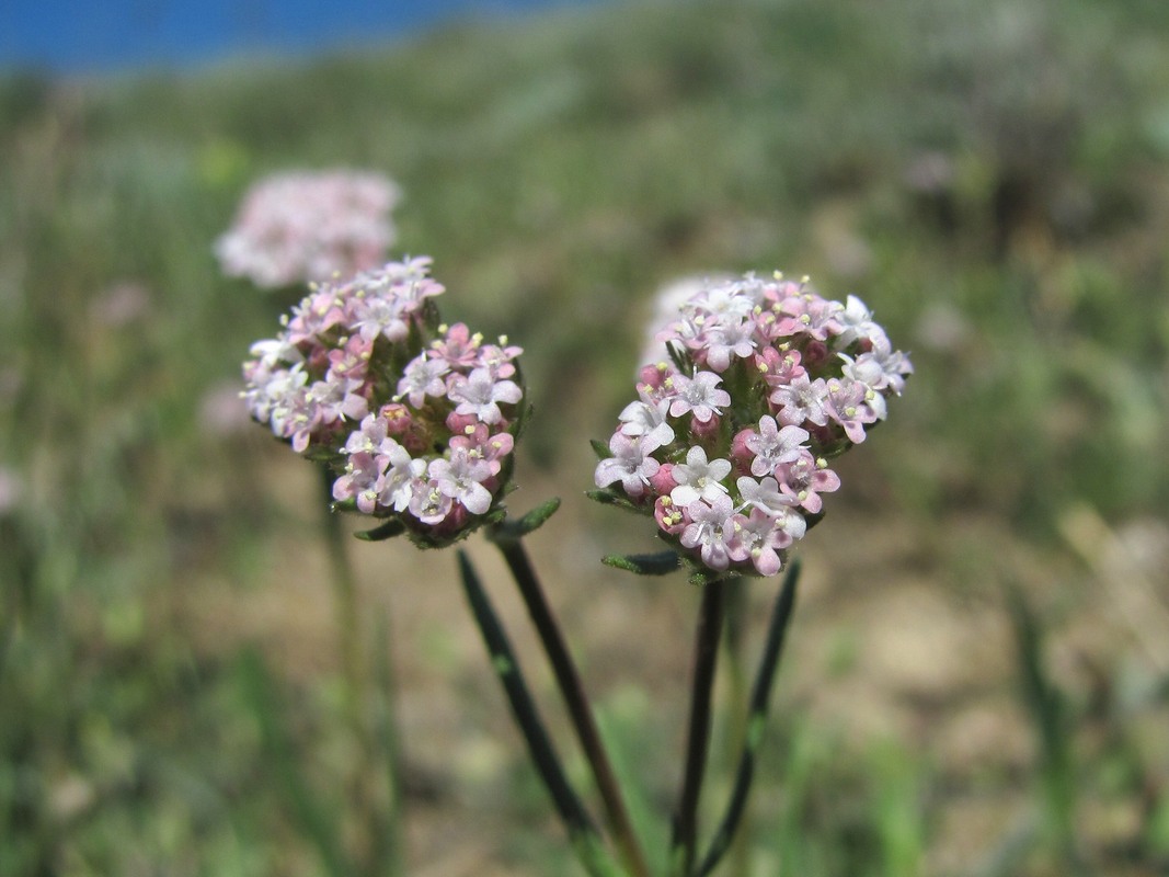 Image of genus Valerianella specimen.