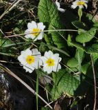 Primula vulgaris. Цветущие растения. Республика Адыгея, левый борт долины р. Белая на участке от скалы Пронеси Господи до устья руч. Большой Руфабго, буковый лес. 07.04.2019.