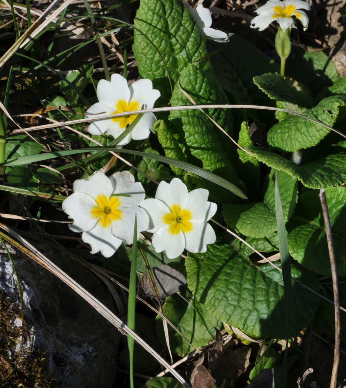 Image of Primula vulgaris specimen.