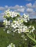 Crambe steveniana. Часть соцветия. Краснодарский край, м/о город-курорт Анапа, окр. пос. Супсех, залежь на месте бывшего виноградника. 9 мая 2019 г.