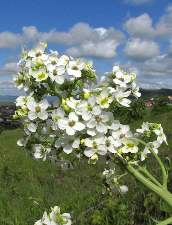 Изображение особи Crambe steveniana.