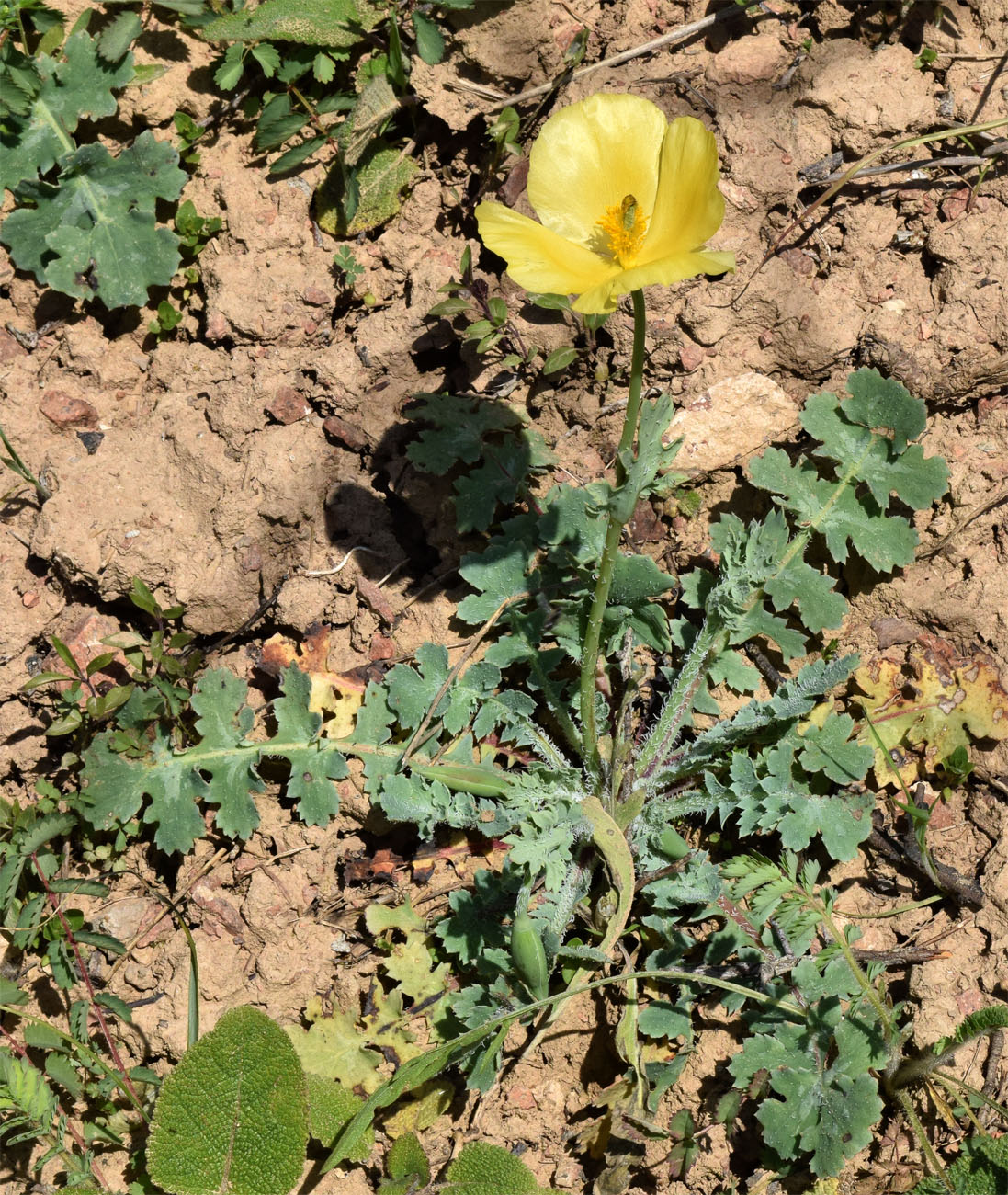 Image of Glaucium fimbrilligerum specimen.