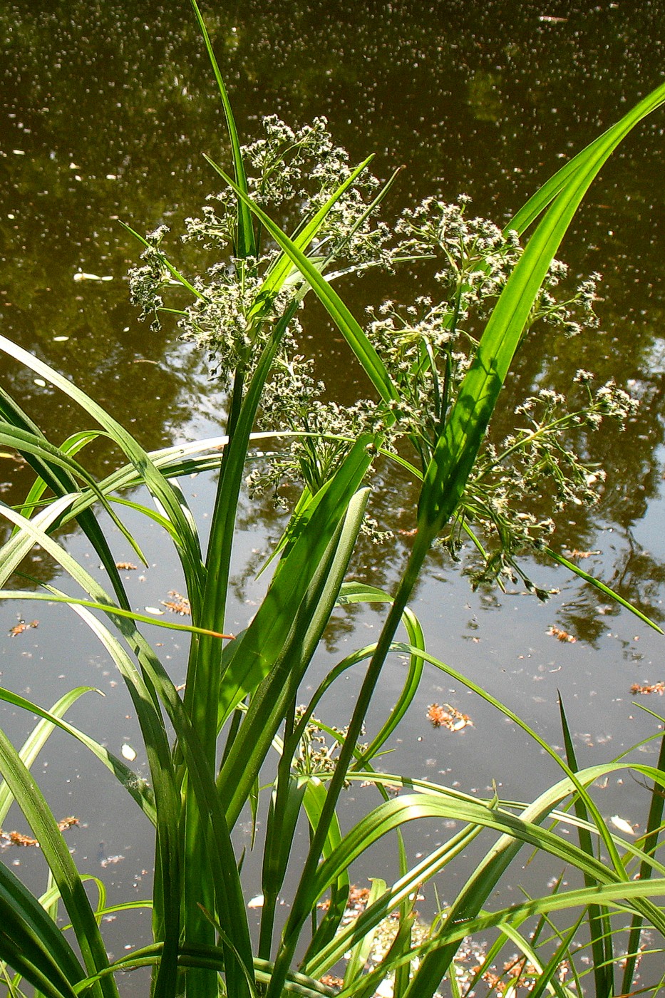 Изображение особи Scirpus sylvaticus.