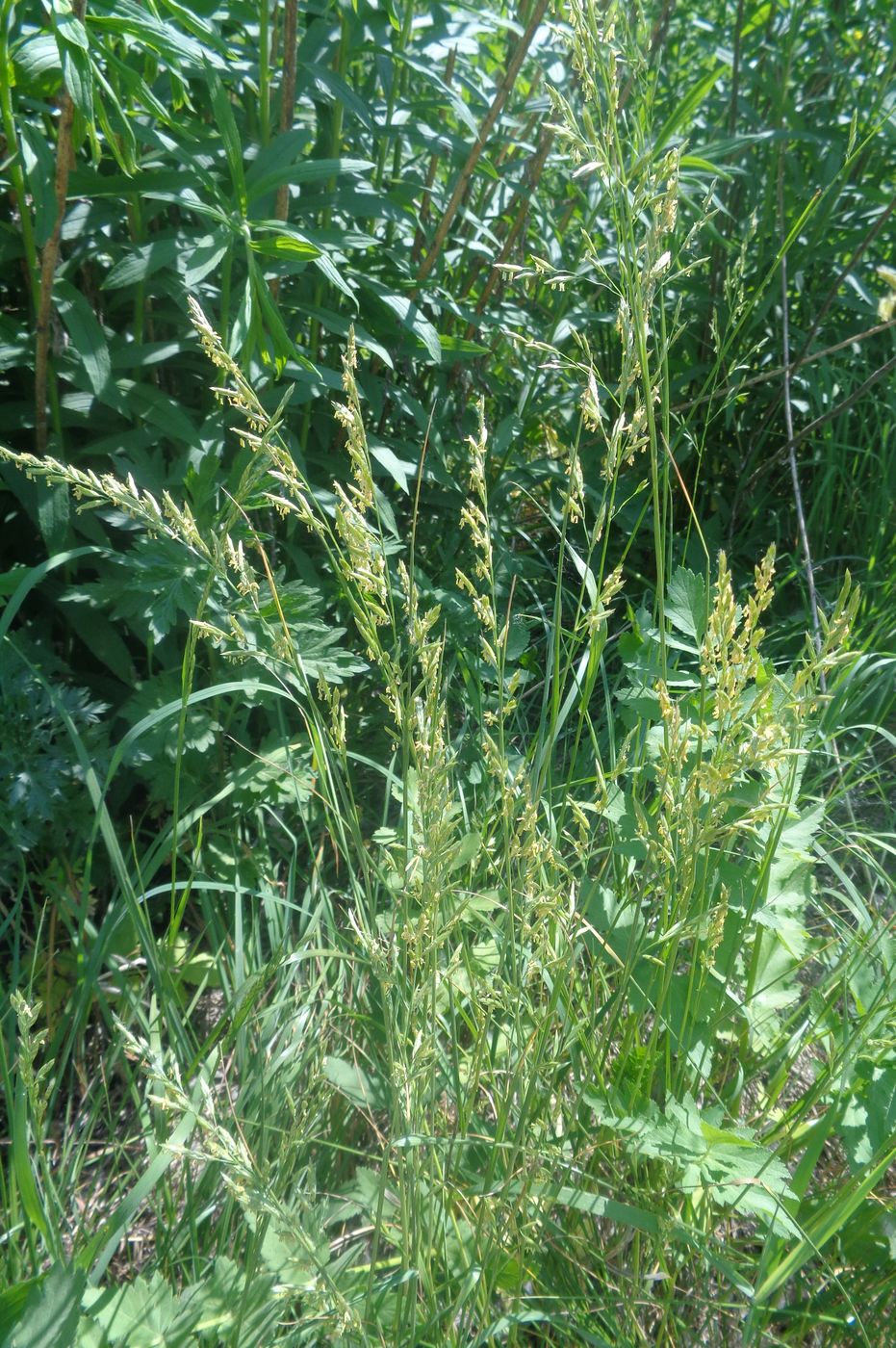 Изображение особи Festuca pratensis.