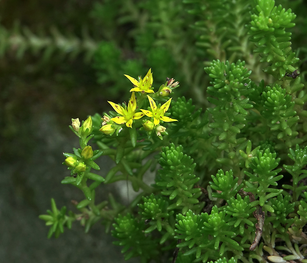 Image of Sedum sexangulare specimen.