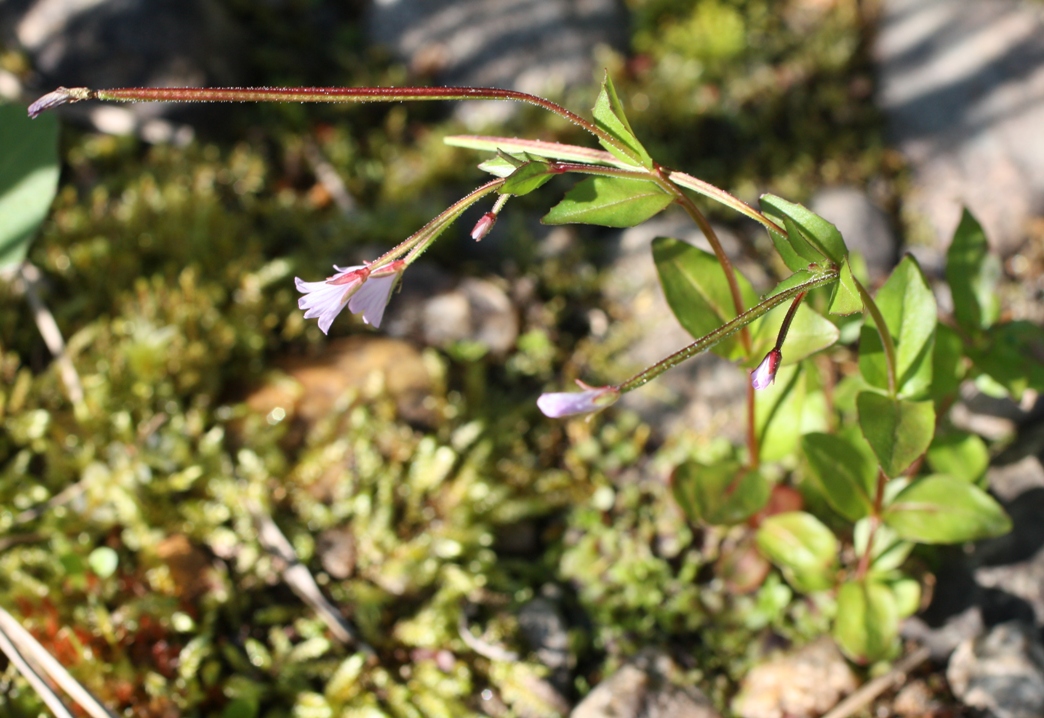 Image of Epilobium anagallidifolium specimen.
