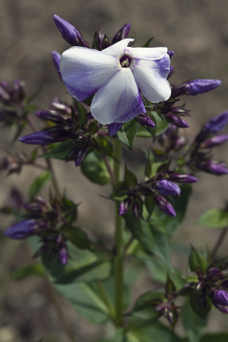 Image of Phlox paniculata specimen.